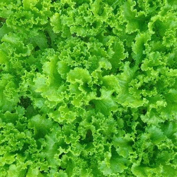 AcquaGarden Plants Lettuce