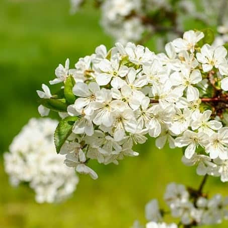 AcquaGarden Plants Lilac Syringa Vulgaris 'Madame Lemoine'