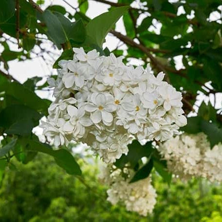 AcquaGarden Plants Lilac Syringa Vulgaris 'Madame Lemoine'
