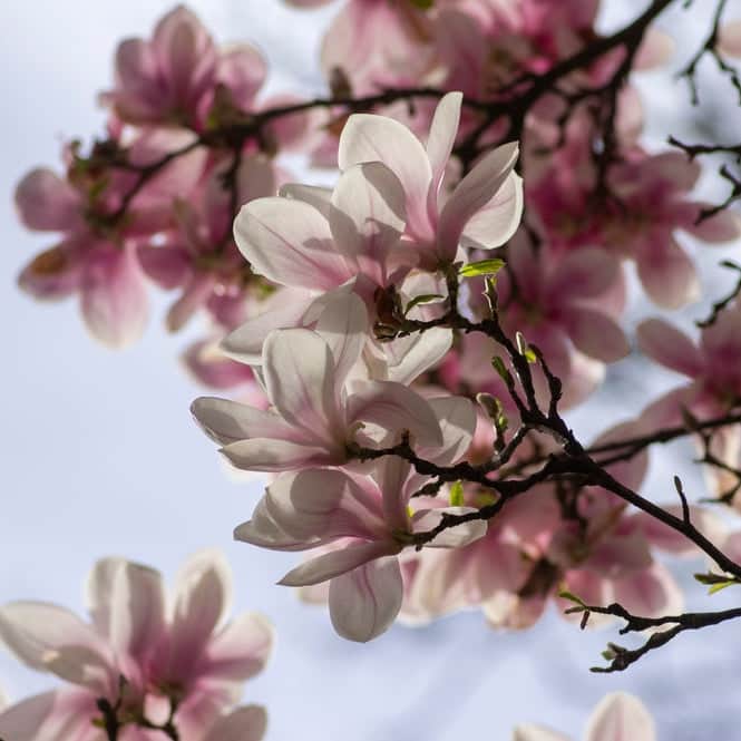 AcquaGarden Plants Magnolia Soulangeana Tree