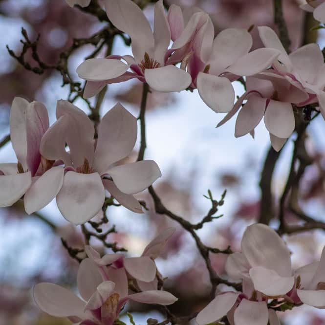 AcquaGarden Plants Magnolia Soulangeana Tree