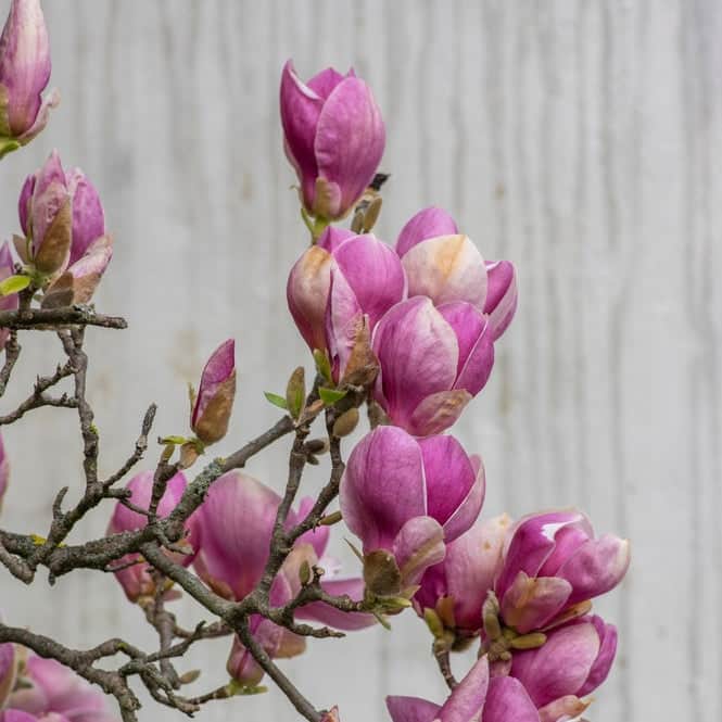 AcquaGarden Plants Magnolia Soulangeana Tree