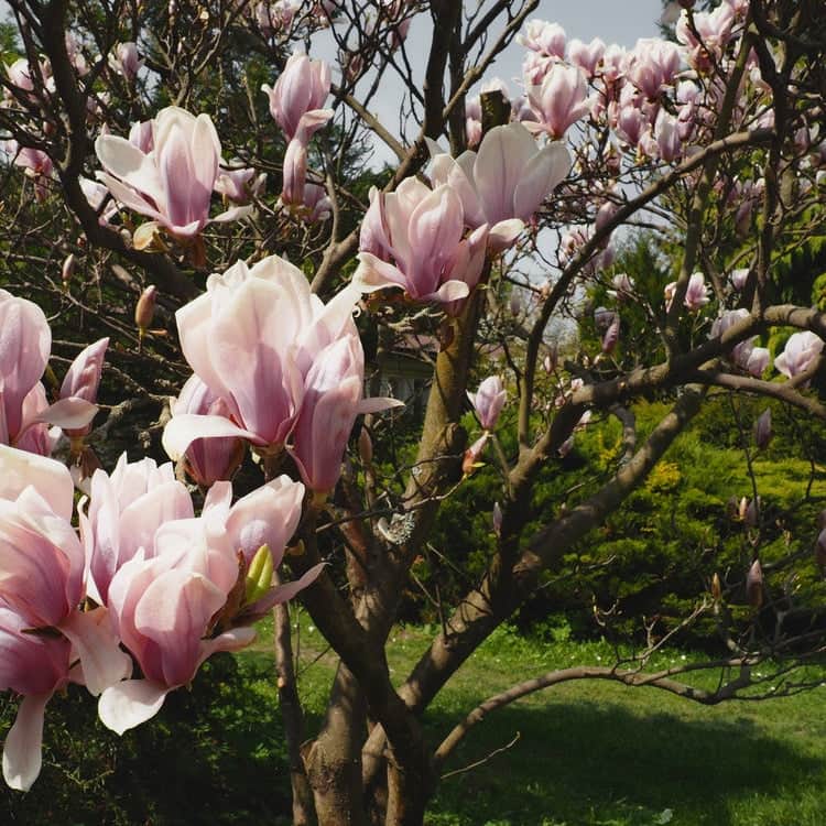 AcquaGarden Plants Magnolia Soulangeana Tree