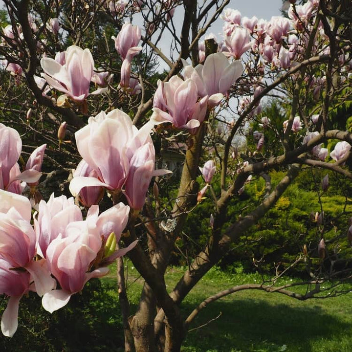 AcquaGarden Plants Magnolia Soulangeana Tree