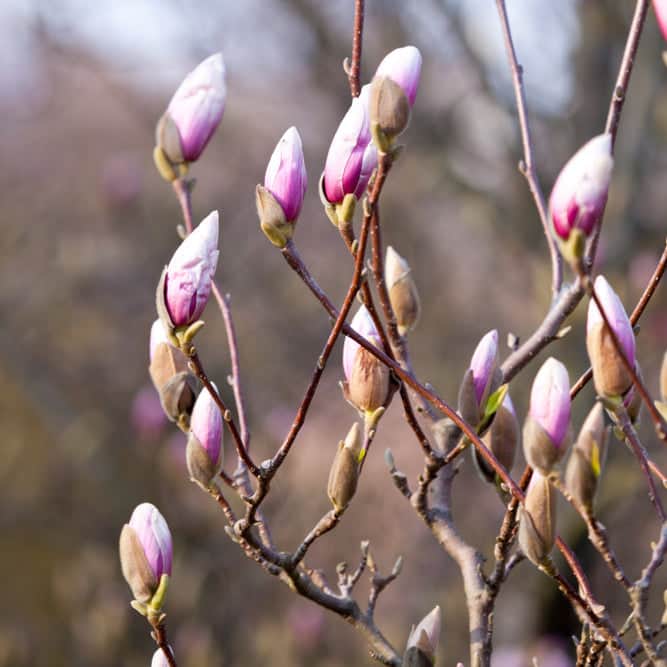 AcquaGarden Plants Magnolia Soulangeana Tree