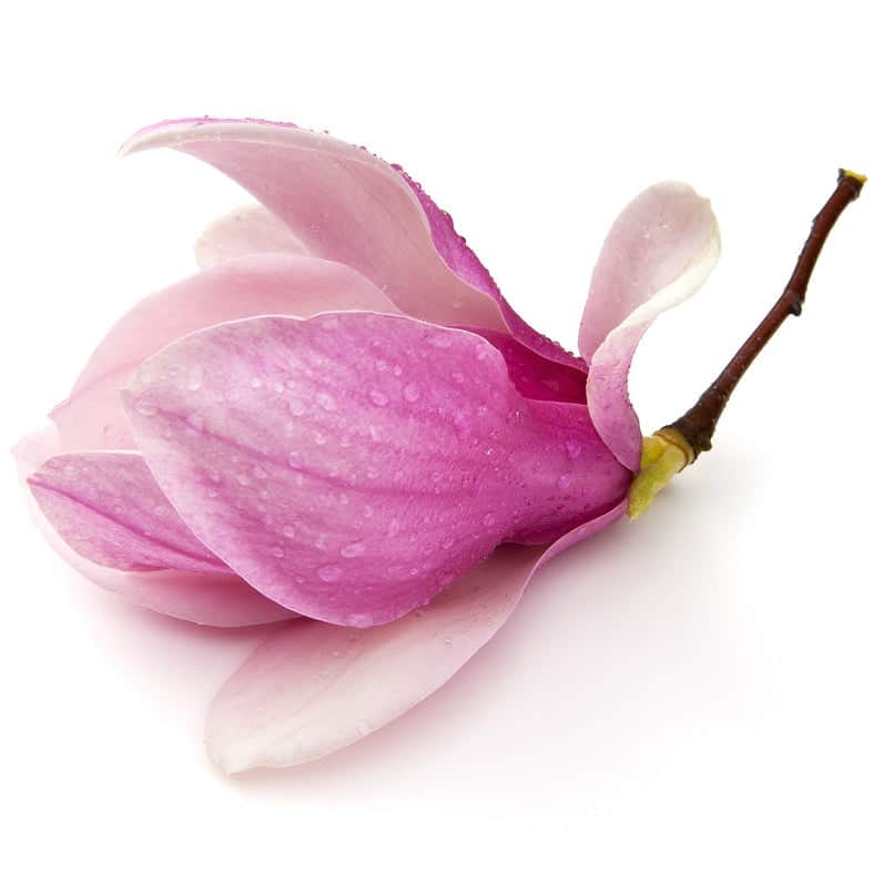 AcquaGarden Plants Magnolia Soulangeana Tree