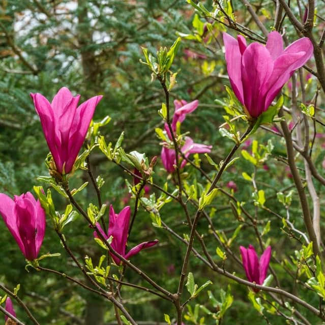 AcquaGarden Plants Magnolia Susan