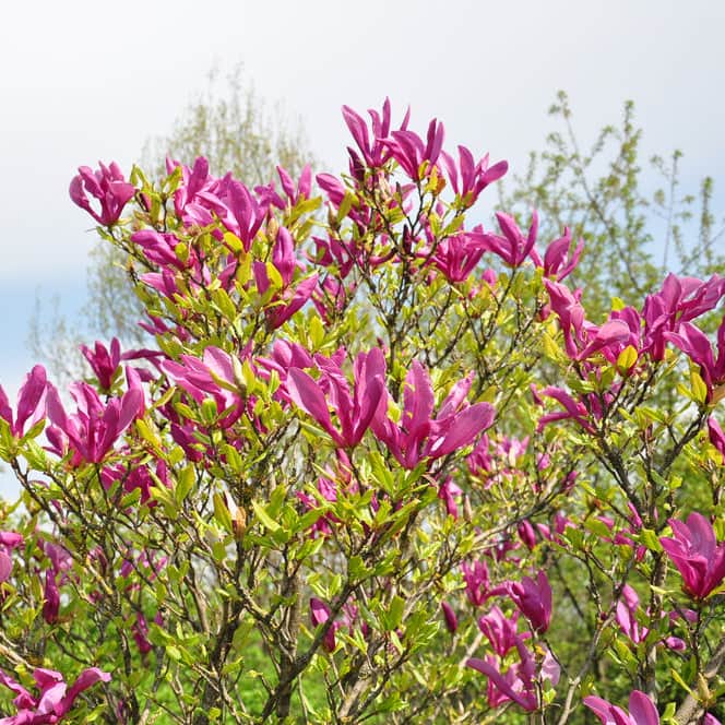 AcquaGarden Plants Magnolia Susan