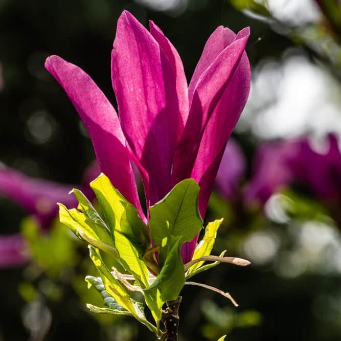 AcquaGarden Plants Magnolia Susan