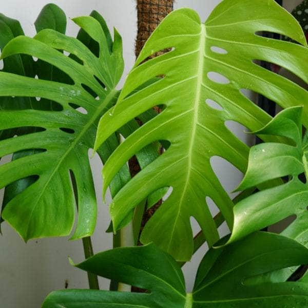 AcquaGarden Plants Monstera Deliciosa 'Swiss Cheese Plant'