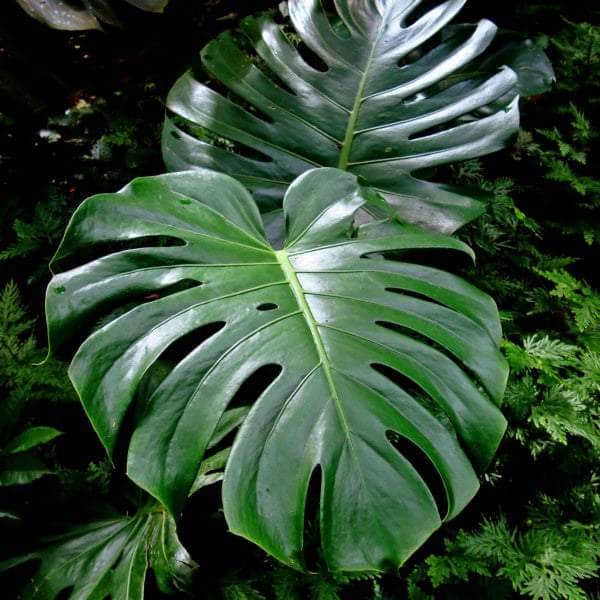 AcquaGarden Plants Monstera Deliciosa 'Swiss Cheese Plant'