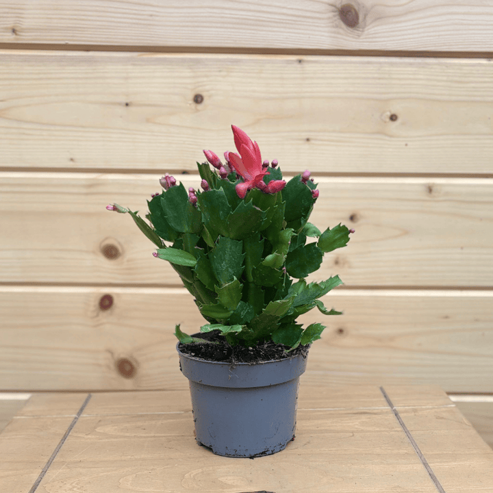 AcquaGarden Plants Orange Christmas Cactus 'Vida'