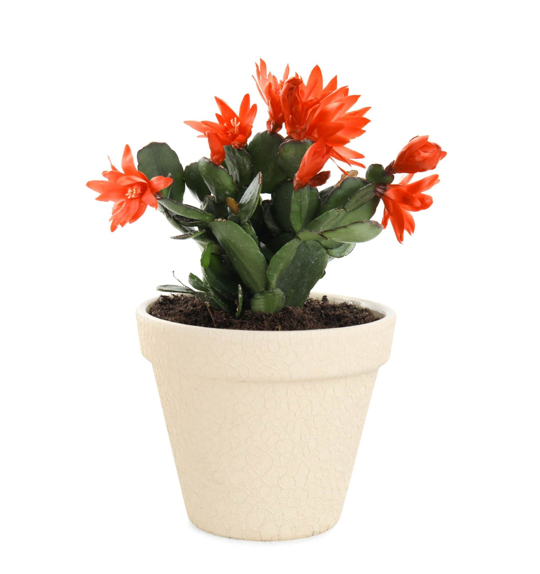AcquaGarden Plants Orange Christmas Cactus 'Vida'