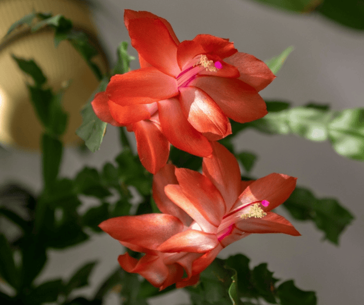 AcquaGarden Plants Orange Christmas Cactus 'Vida'