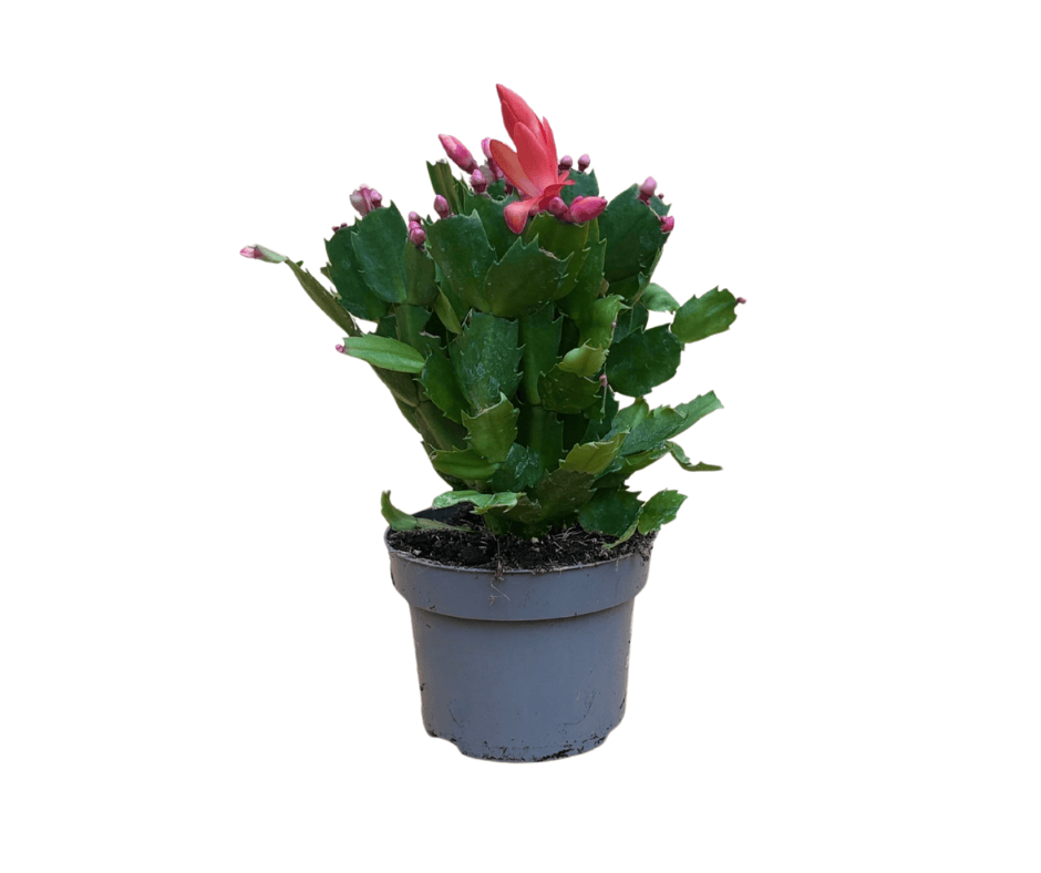 AcquaGarden Plants Orange Christmas Cactus 'Vida'