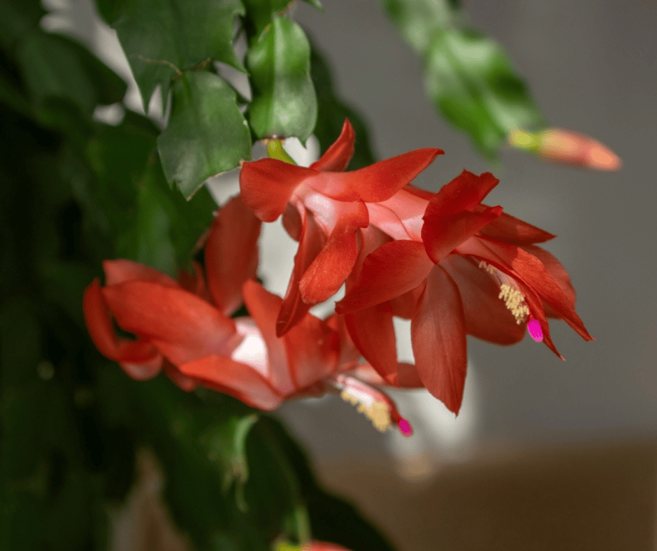 AcquaGarden Plants Orange Christmas Cactus 'Vida'