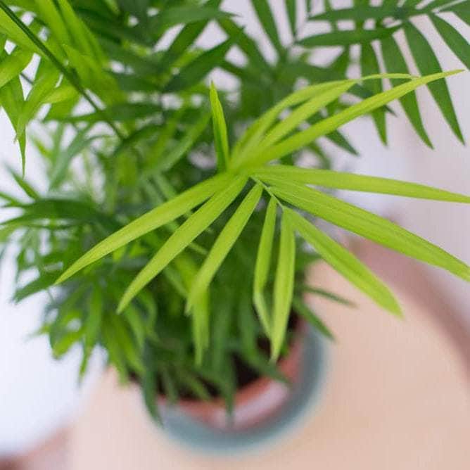 AcquaGarden Plants Parlour Palm (Chamaedorea Elegans) Plant