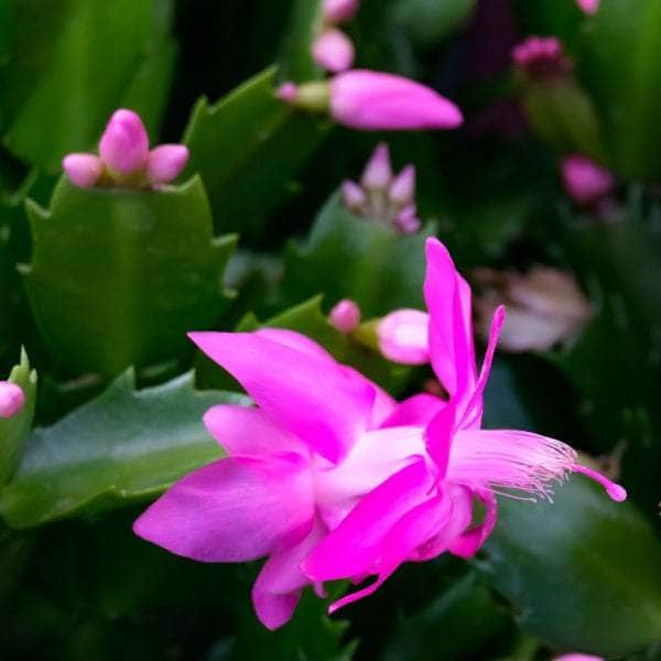 AcquaGarden Plants Pink Christmas Cactus 'Exotic Dancer'