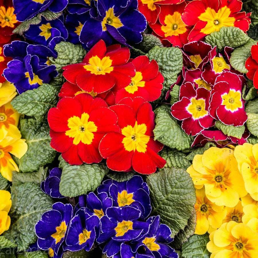 AcquaGarden Plants Primrose 'Cabaret Mix'