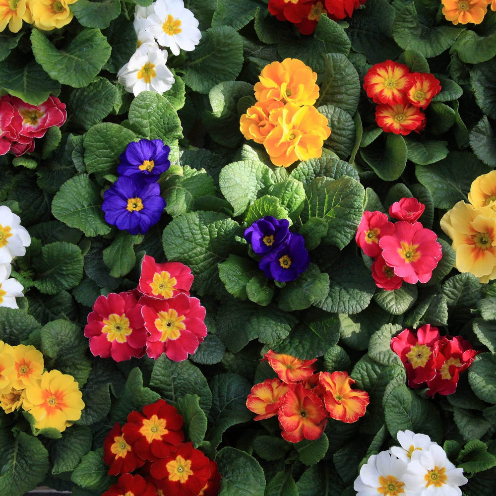 AcquaGarden Plants Primrose 'Cabaret Mix'