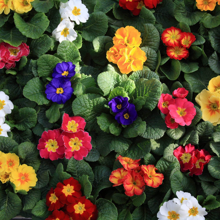 AcquaGarden Plants Primrose 'Cabaret Mix'