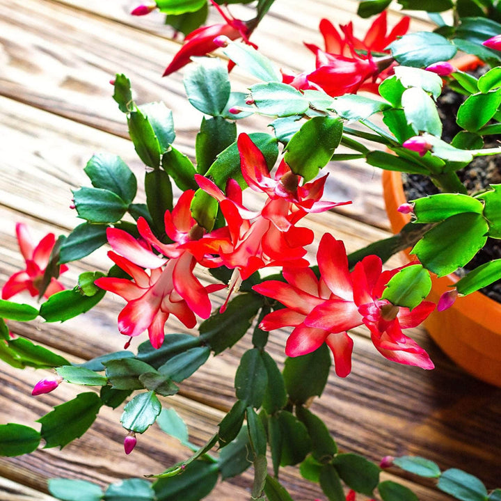 AcquaGarden Plants Red Christmas Cactus 'Caribbean Dancer'
