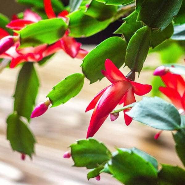 AcquaGarden Plants Red Christmas Cactus 'Caribbean Dancer'