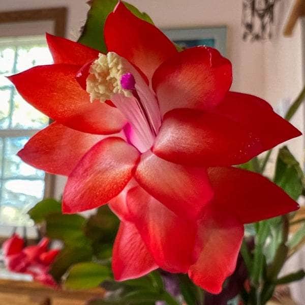 AcquaGarden Plants Red Christmas Cactus 'Caribbean Dancer'