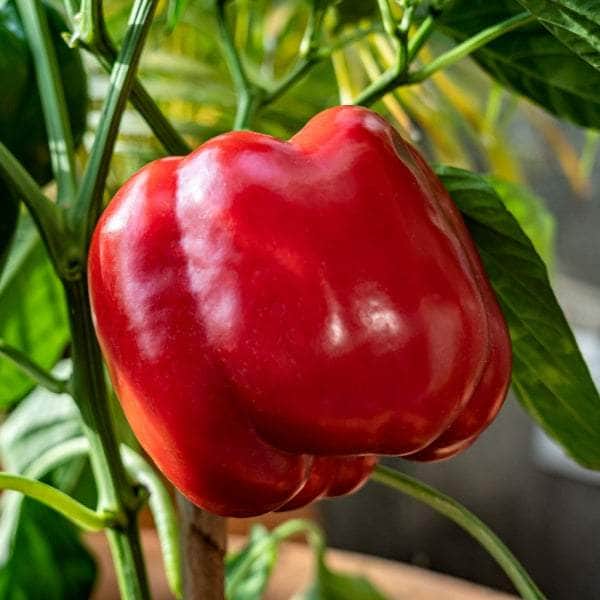 AcquaGarden Plants Red Sweet Pepper