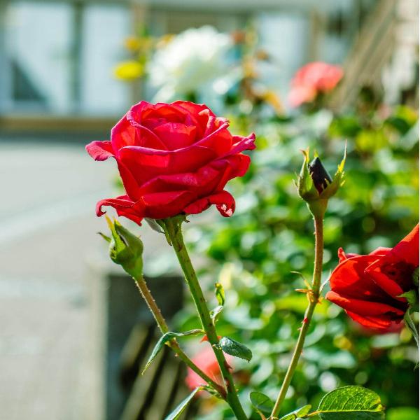 AcquaGarden Plants Rose 'Fragrant Cloud'