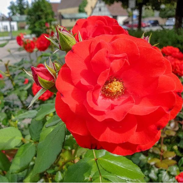 AcquaGarden Plants Rose 'Fragrant Cloud'