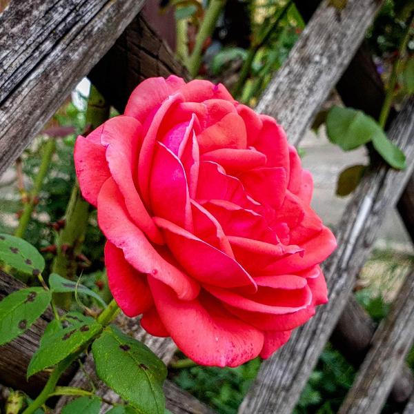 AcquaGarden Plants Rose 'Fragrant Cloud'