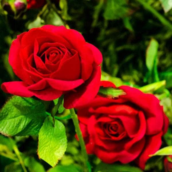 AcquaGarden Plants Rose 'National Trust'