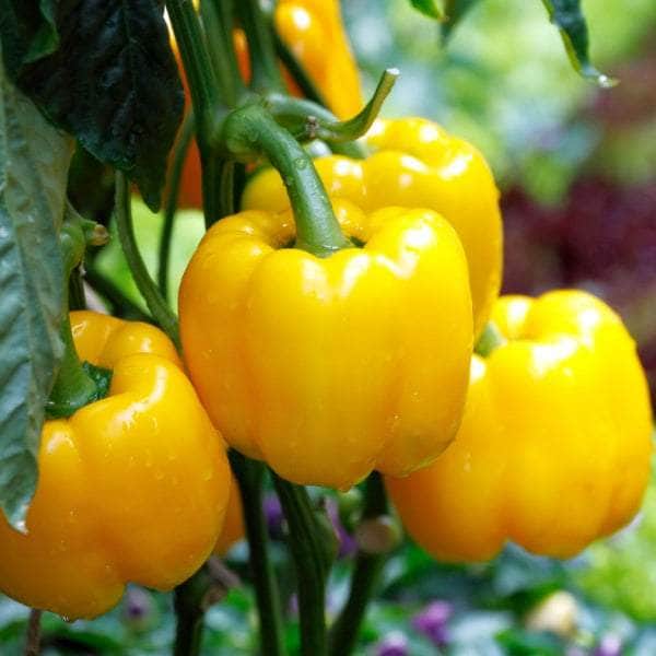 AcquaGarden Plants Sweet Pepper