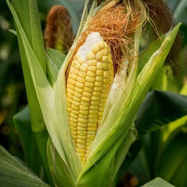 AcquaGarden Plants Sweetcorn