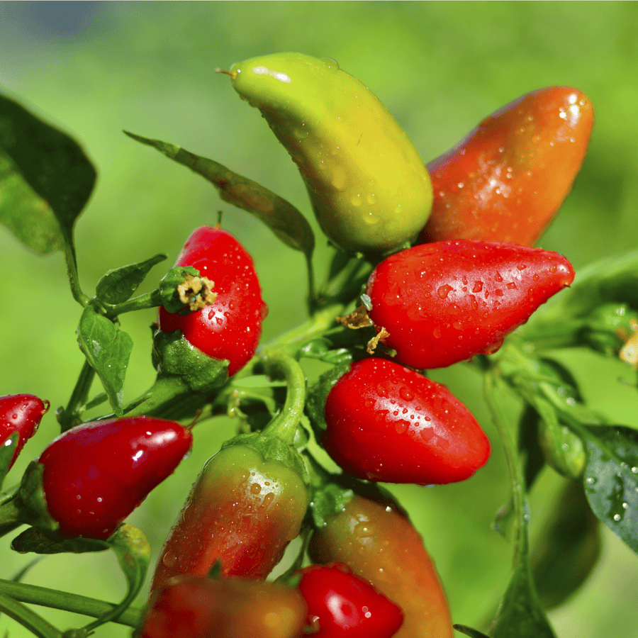 AcquaGarden Plants The Gentle Spice Chilli Plant Collection - 3 x Full Plants in 1 Litre Pots