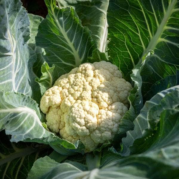 AcquaGarden Plants Vegetable Full Plants Multi-Pack 1 – Mixed Varieties - 48 x Full Plants