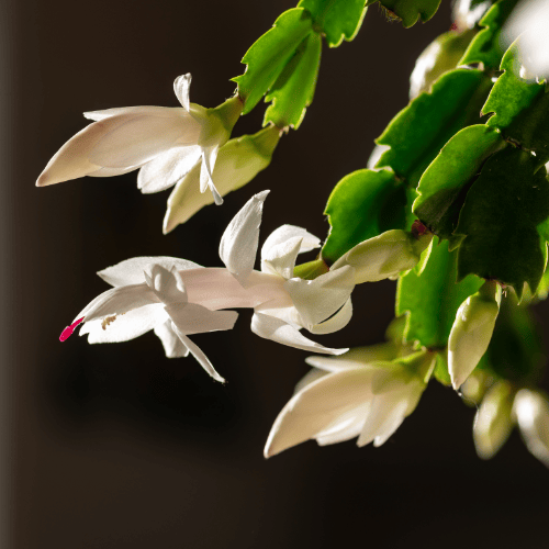 AcquaGarden Plants White Christmas Cactus 'Malissa Dancer'