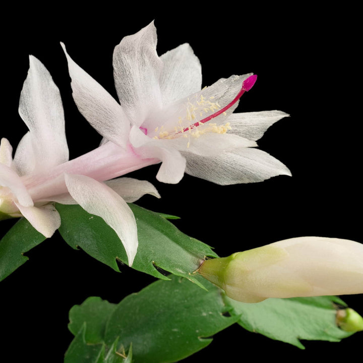 AcquaGarden Plants White Christmas Cactus 'Malissa Dancer'