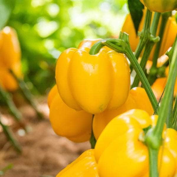 AcquaGarden Plants Yellow Sweet Pepper