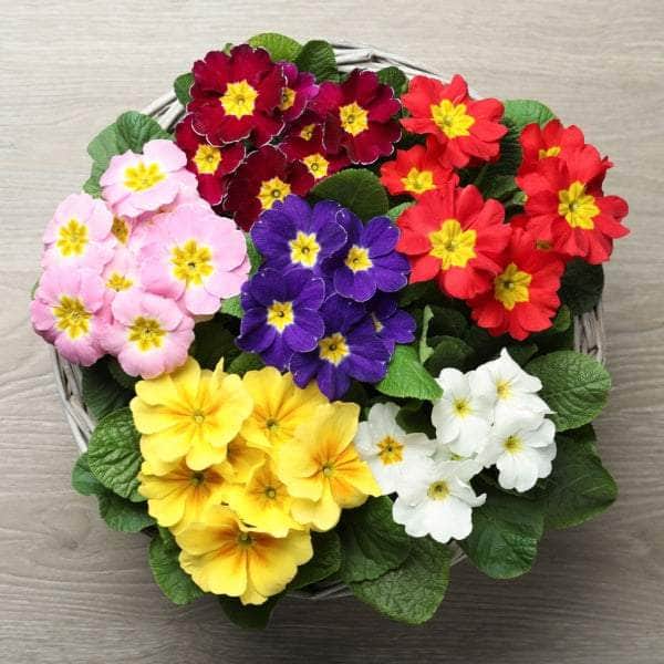 AcquaGarden Primrose 'Cabaret Mix'
