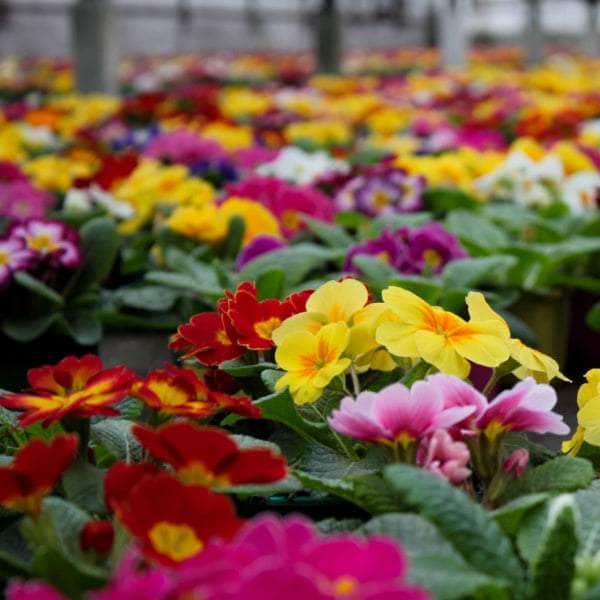 AcquaGarden Primula 'Danova Growers Select Mix'
