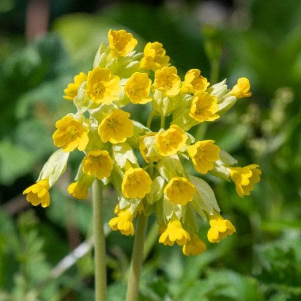 AcquaGarden Primula Veris 'Wild Cowslip'