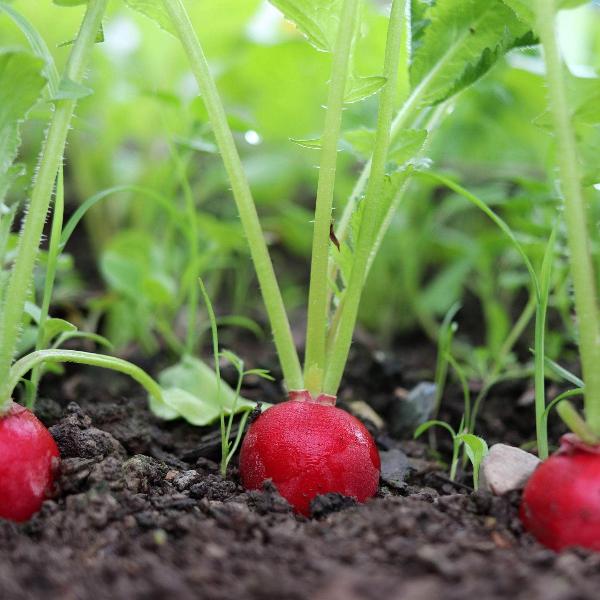 AcquaGarden Radish 'Cherry Belle’