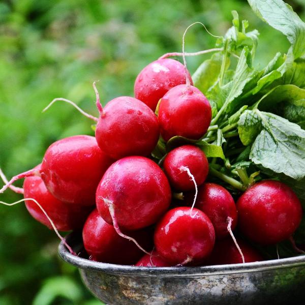 AcquaGarden Radish 'Cherry Belle’