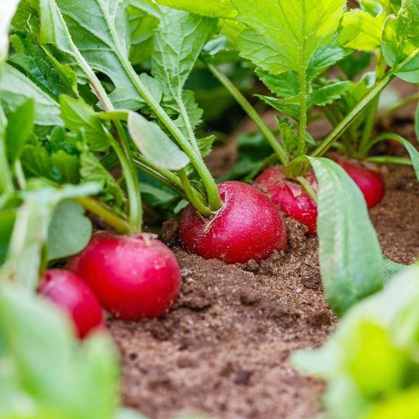AcquaGarden Radish 'Cherry Belle’