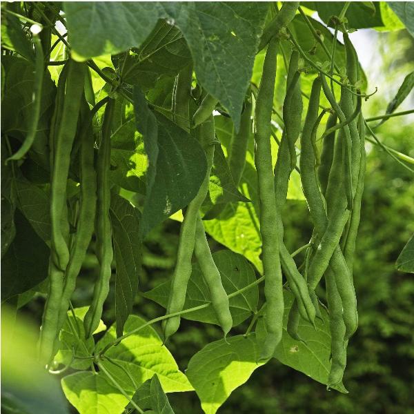 AcquaGarden Runner Beans 'Firestorm'