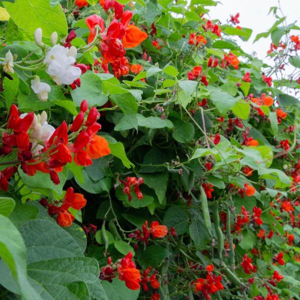 AcquaGarden Runner Beans 'Streamline'
