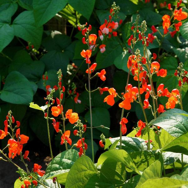 AcquaGarden Runner Beans 'Streamline'