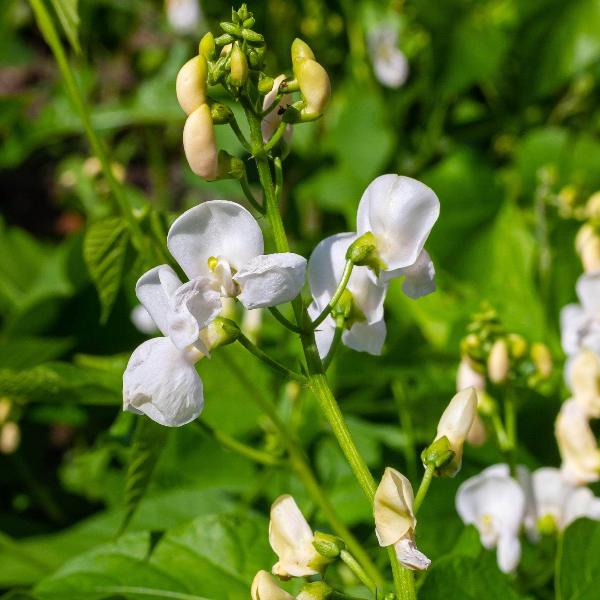AcquaGarden Runner Beans 'White Lady'